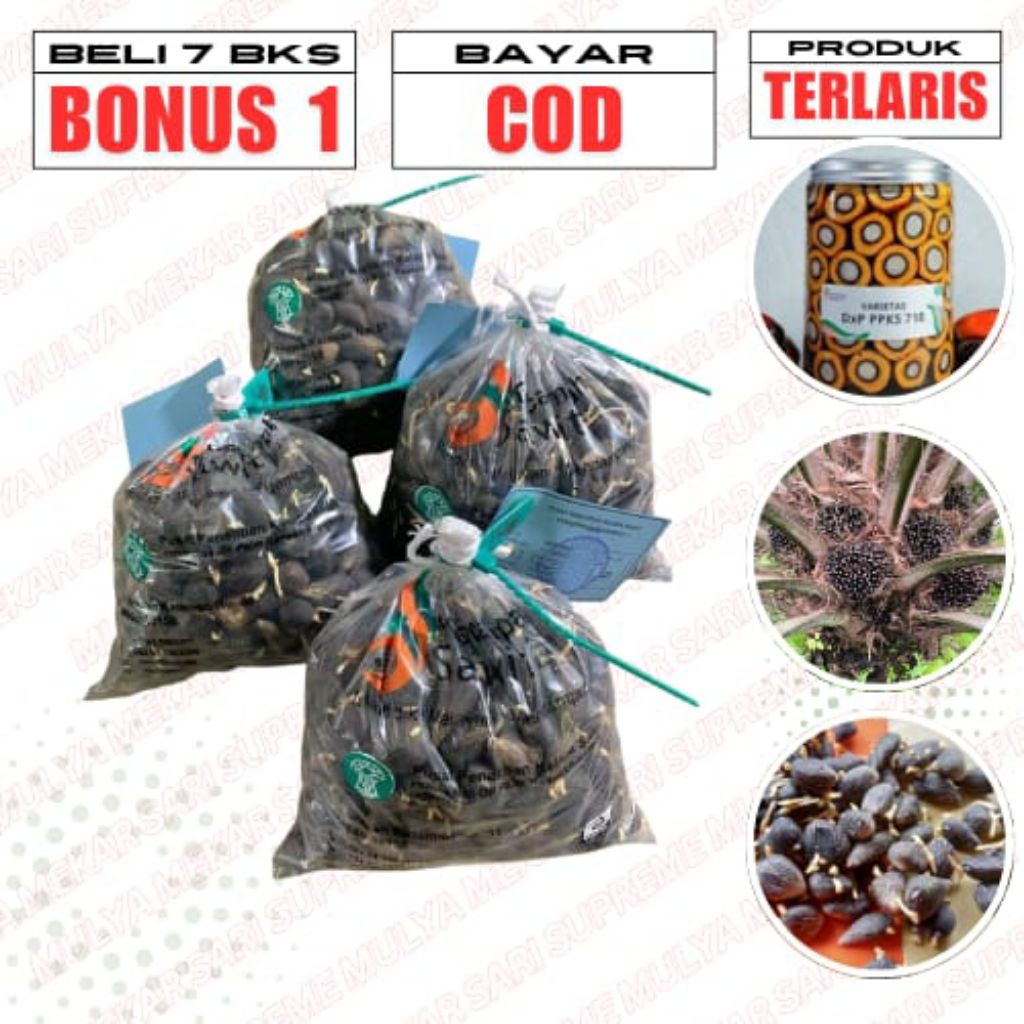 BENIH KECAMBAH SAWIT PPKS 239