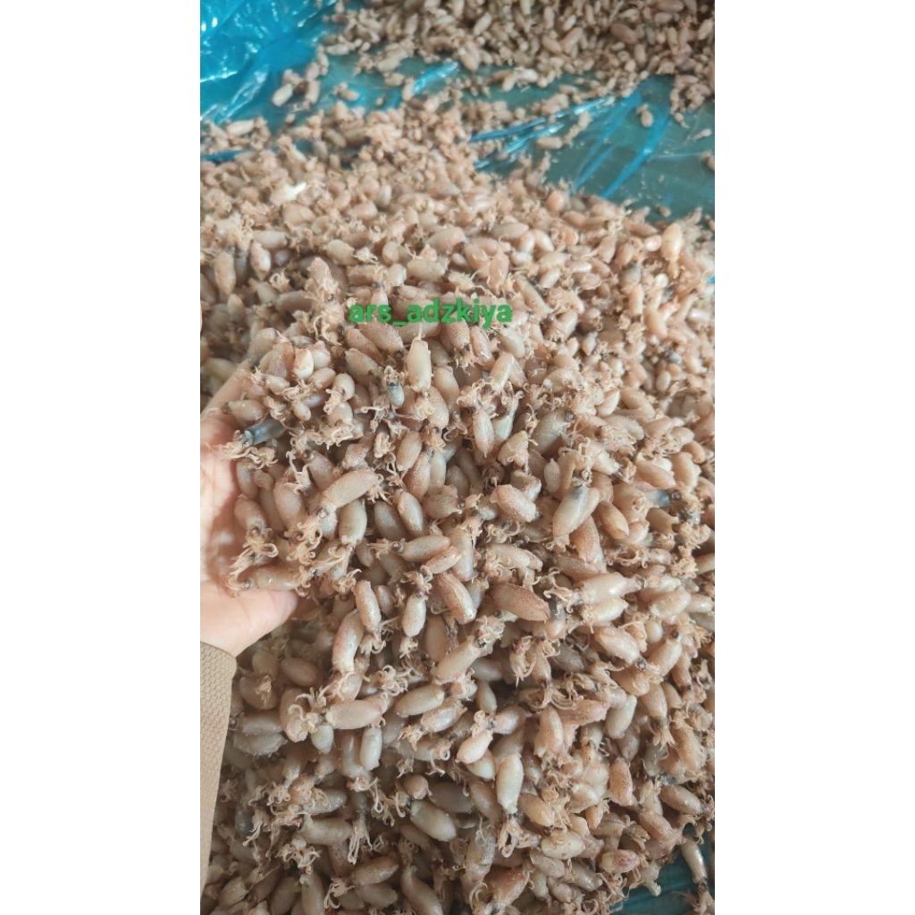 

baby cumi 0,5cm cantik bersih