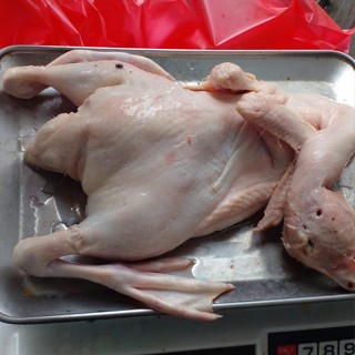 

bebek hibrida ukuran1,4kg berat bersih/bebek hibrida murah/bebek hibrida potong/