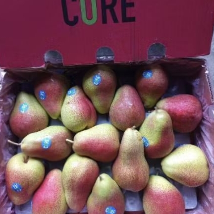 

Buah pear forelle Afrika fresh high quality 1 kg