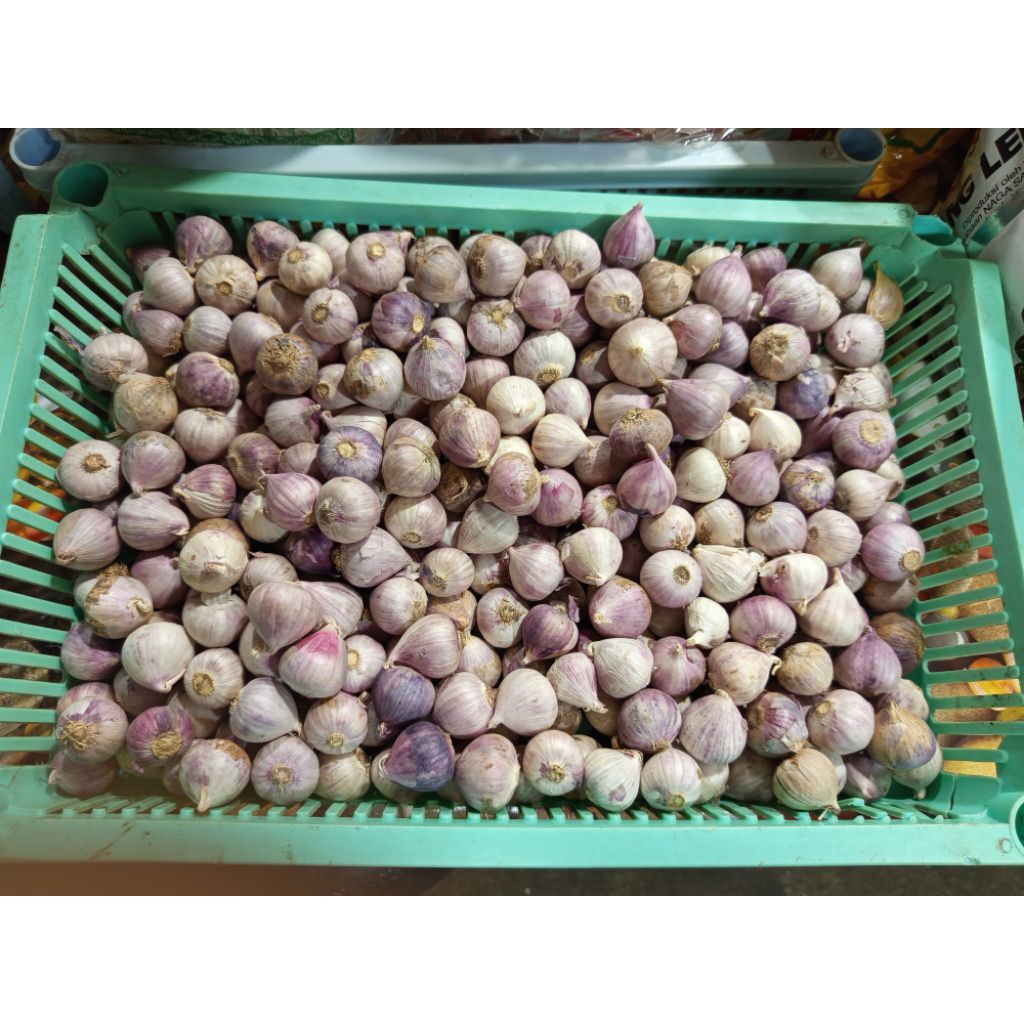 

Bawang Putih Tunggal 250 g
