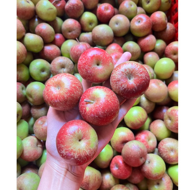 

Apel Rome Beauty Ukuran Kecil Ceri Mini Isi 22-28 Buah, cocok untuk pengobatan dan program diet