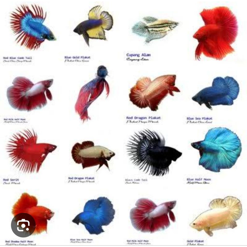 cupang halfmoon, plakat, crowntail, dumbo ear, random