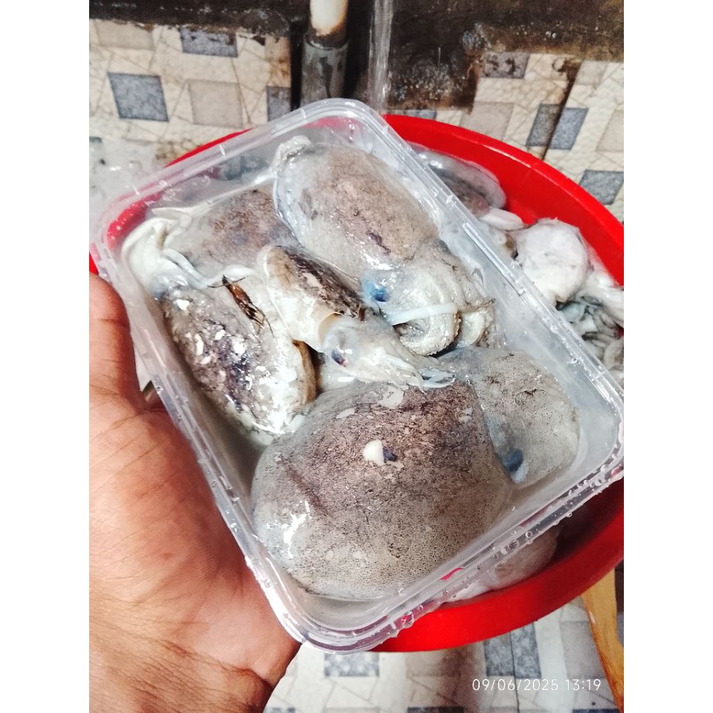 

Baby Sotong -+500gr