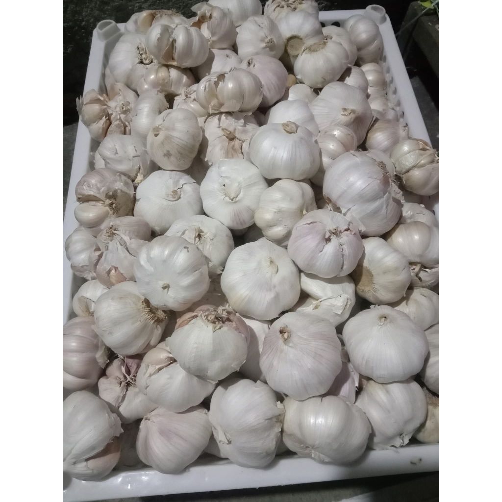 

Bawang putih fresh