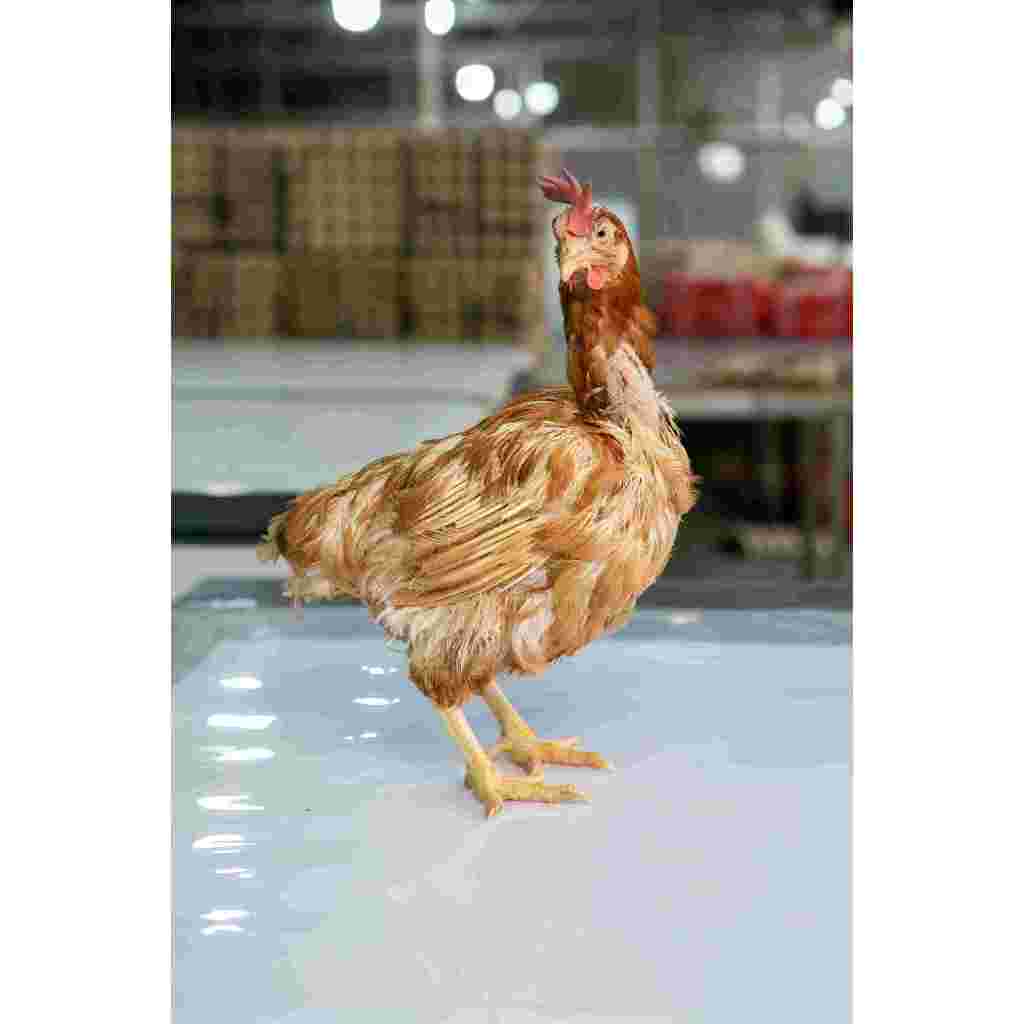

Ayam Petelur /ayam merah Medium /ayam fresh berat rata² 2 sd 2,1kg