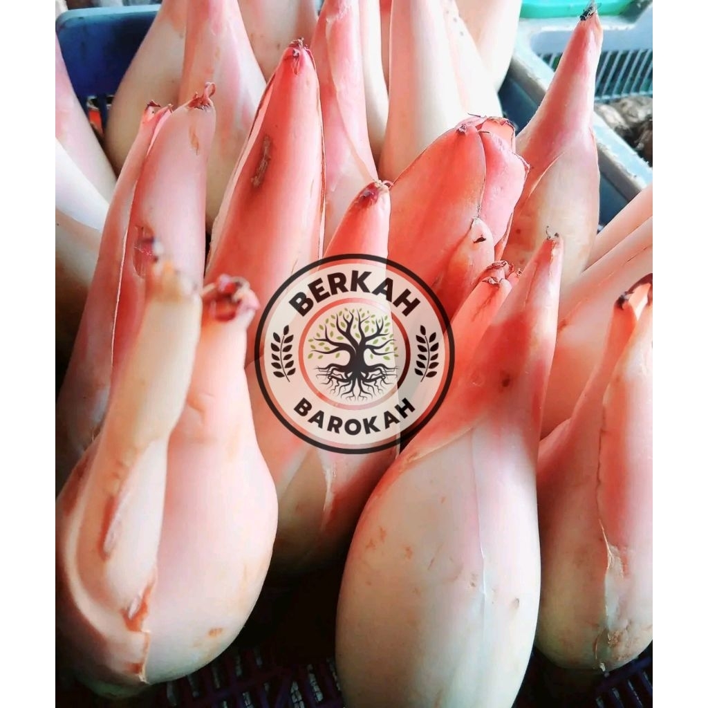 

kecombrang segar 1 kg kincung bunga kecombrang bunga honje bunga kantan kuncup