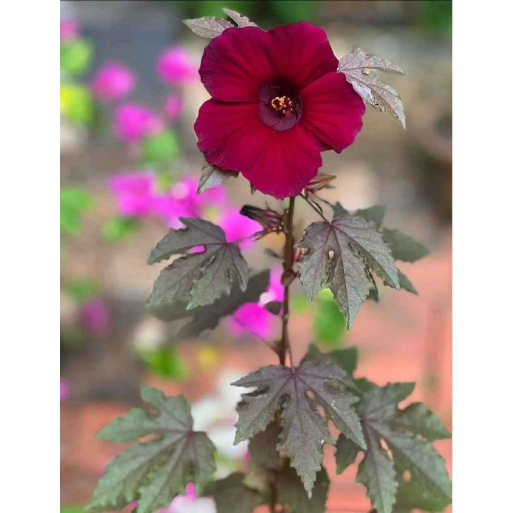 tanaman hias hibiscus acetosella / hibiscus red panama