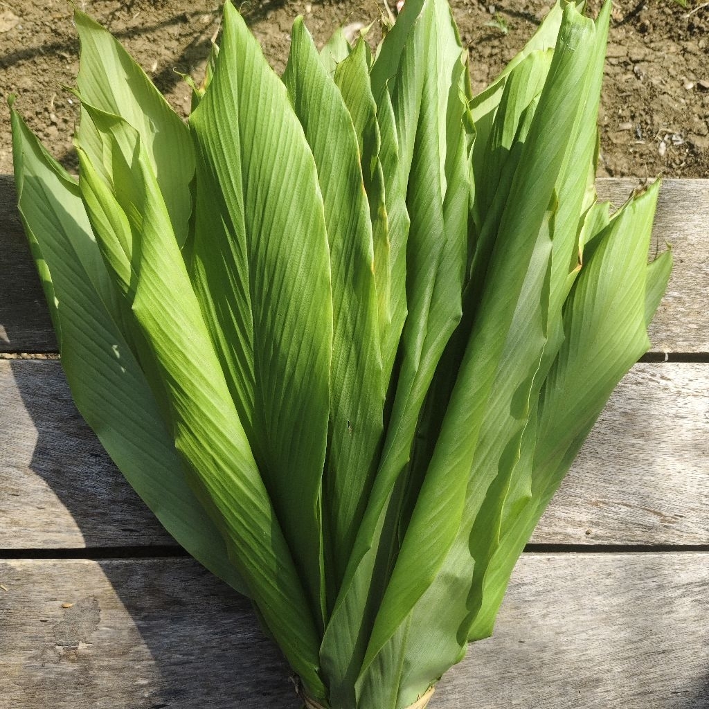 

PROMO Daun Kunyit Segar 50 Lembar / Daun Kunir / Kunyir
