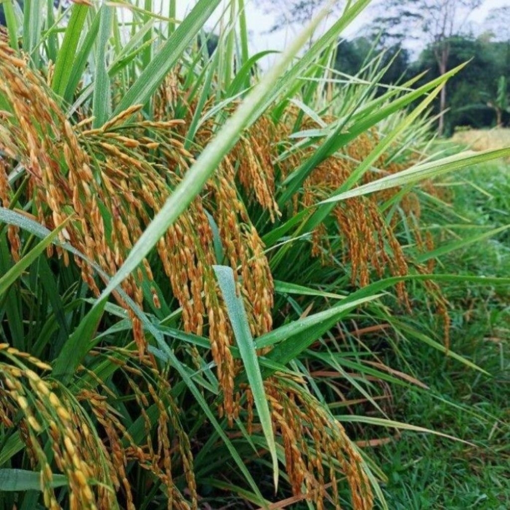 Benih padi ketan putih/ketan Grendel super (1kg)