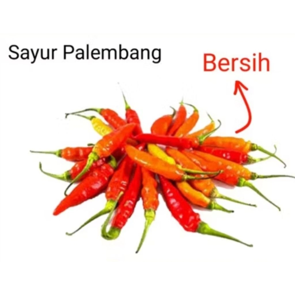 

CABE SETAN - Palembang