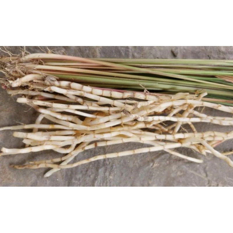 

AKAR ALANG ALANG SEGAR ilalang 1kg