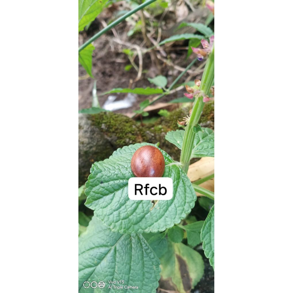 mata cincin galih rindu menangis