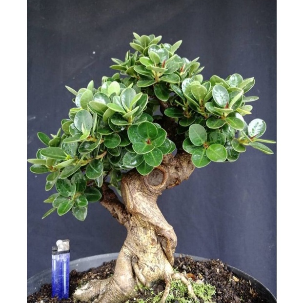 Dear Tanaman Bunga Dolar Mikro  Dolar mangkok Bahana bonsai dolar Micro murah