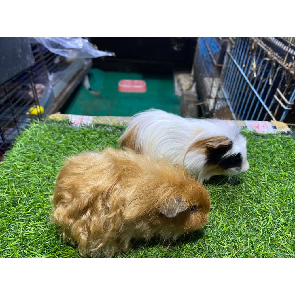 guinea pig silky dan guinea pig coronet