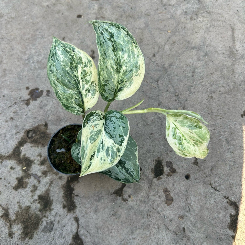 Scindapsus Peasun Variegata