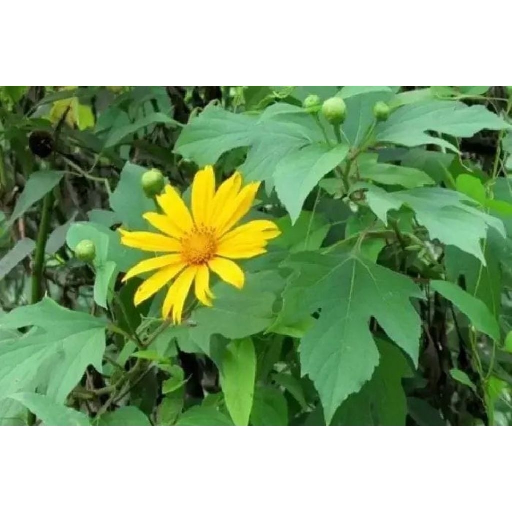 

Daun Insulin - daun insulin