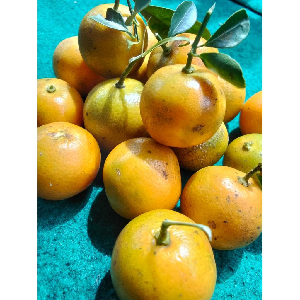 

jeruk sonkit kesturi 1kg Mateng