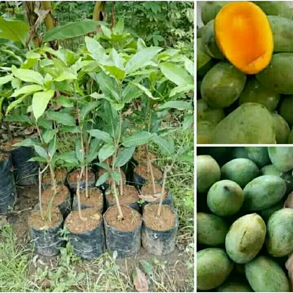 

Pohon Mangga Harum Manis