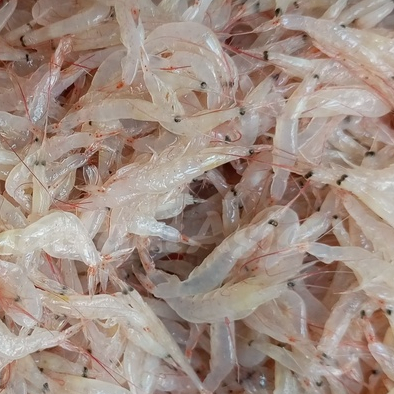 

Udang Rebon Basah Segar Udang Rebon Segar 1Kg