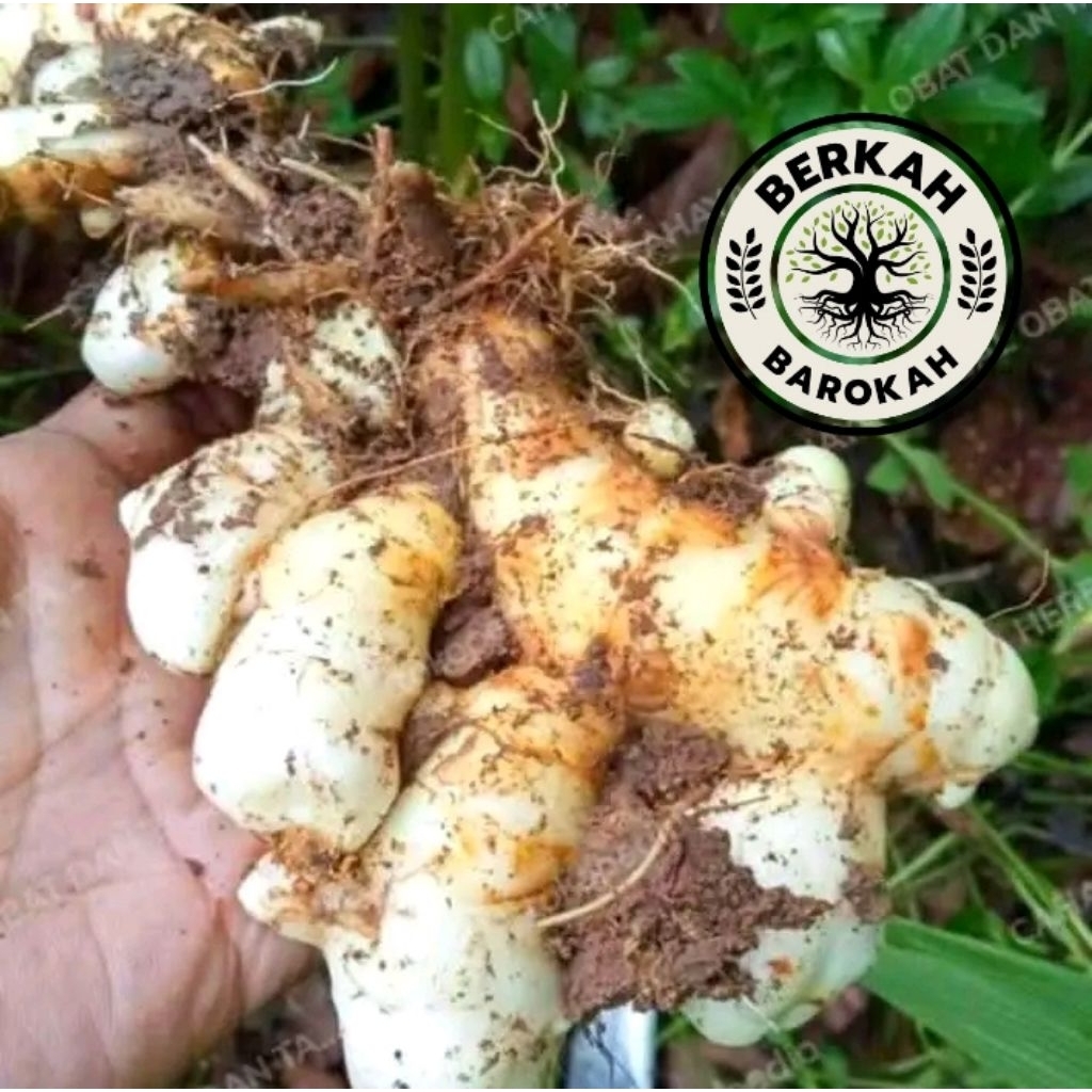 

kunyit putih segar 1kg koneng bodas temu putih