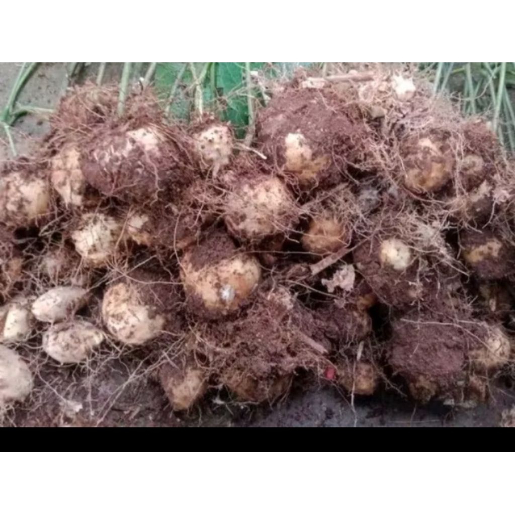 

UBI GADUNG FRESS 1KG