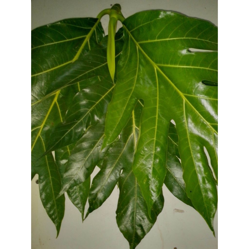 

1 KG Daun Sukun Segar Asli - Baru Petik | Herbal Alami untuk Kesehatan | Daun Obat Tradisional