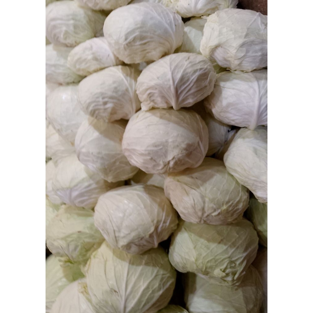 

kol sayur