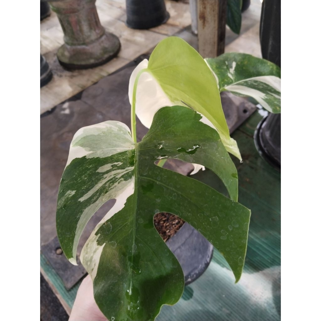 monstera varigata ekonomis