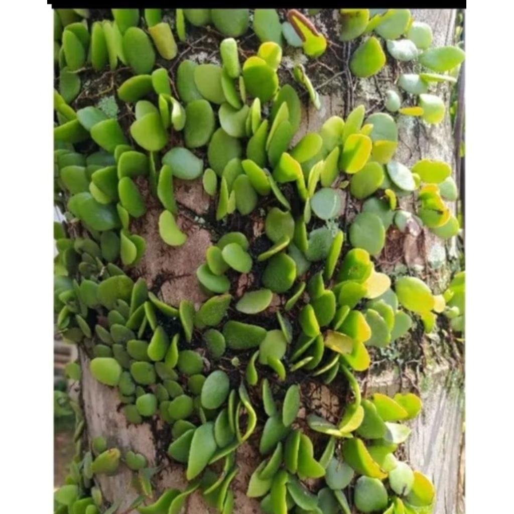 

tanaman sisik naga 500GRAM ASLI SEGAR