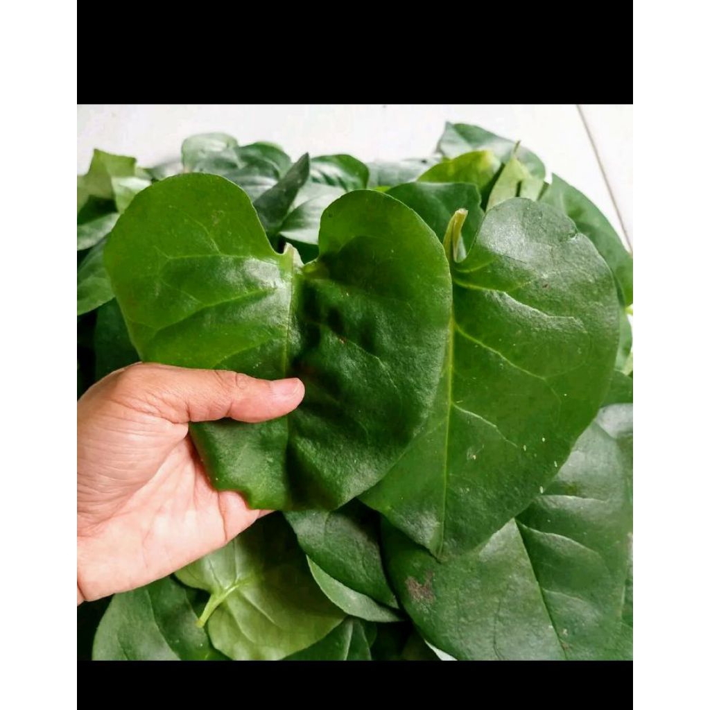 

daun binahong hijau 500 gram