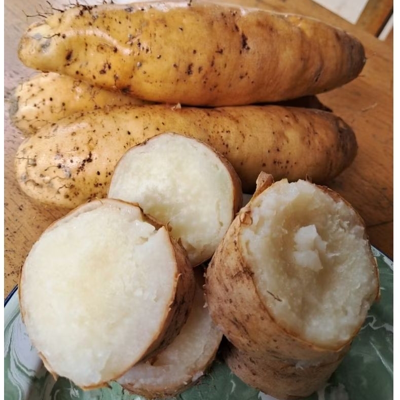 

Gembili ketan punel / ubi gembili fress 1kg
