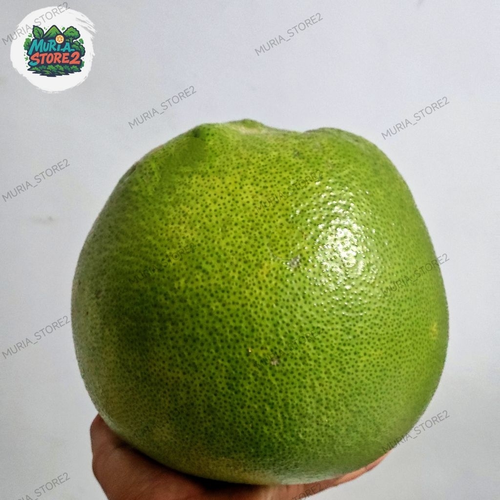 

JERUK PAMELO MADU MURIA MANIS TANPA BIJI Berat 1,6kg - 1,9kg