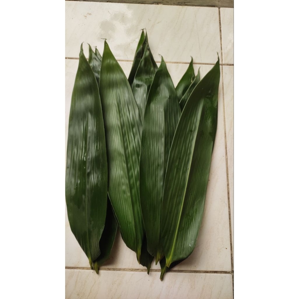 

Daun Bambu segar Buat bungkus Bacang dll