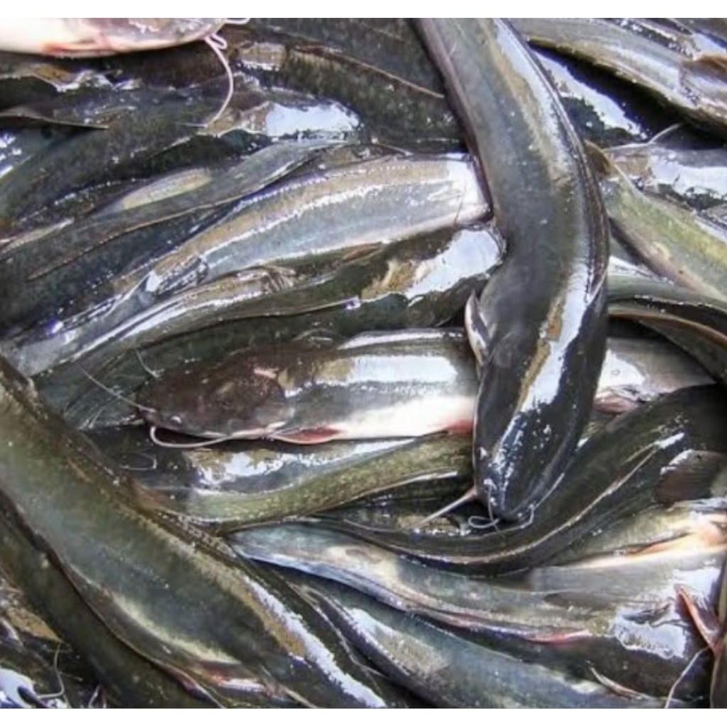 

Lele Segar 1000Gram