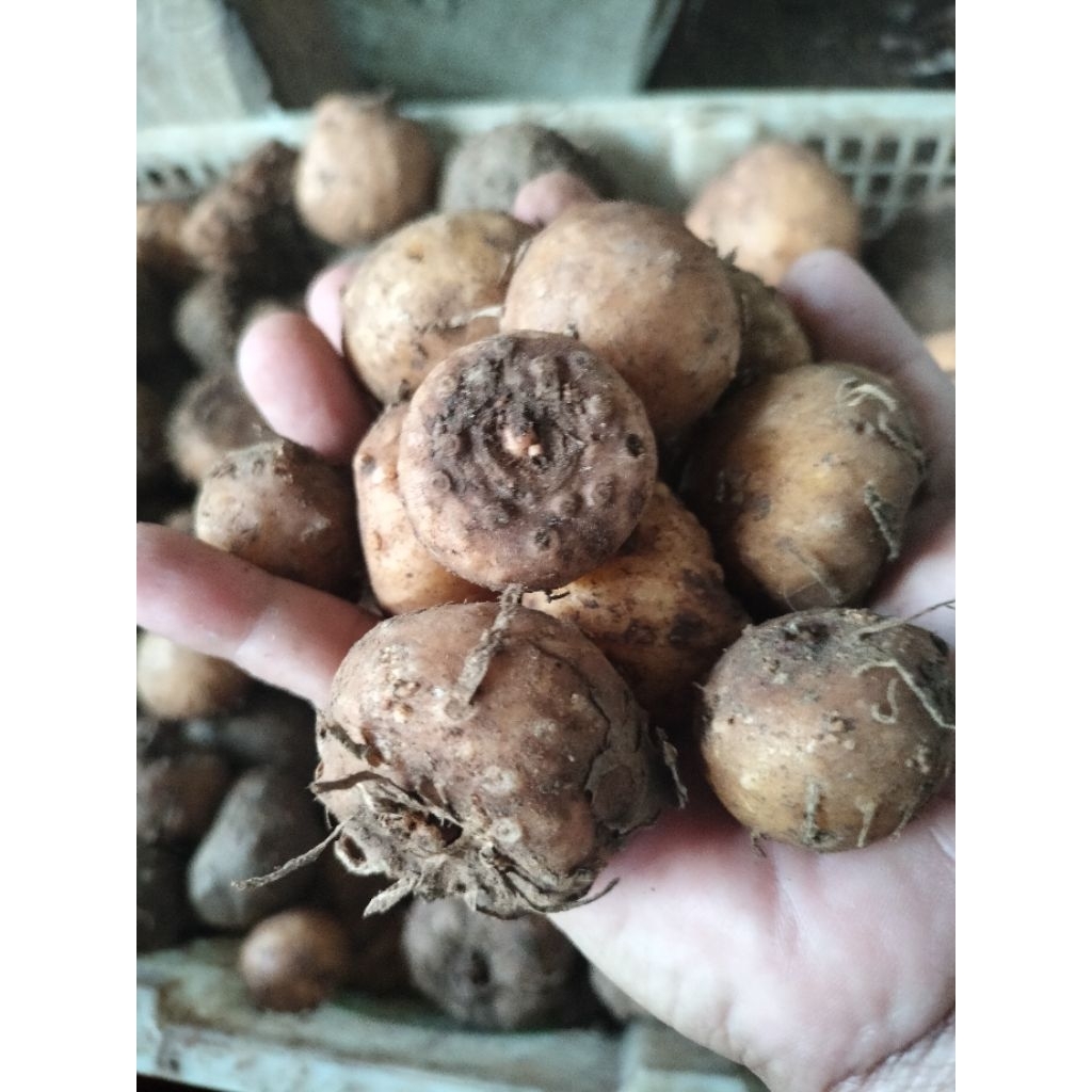 bibit Porang umbi 1kg isi 3_4_5