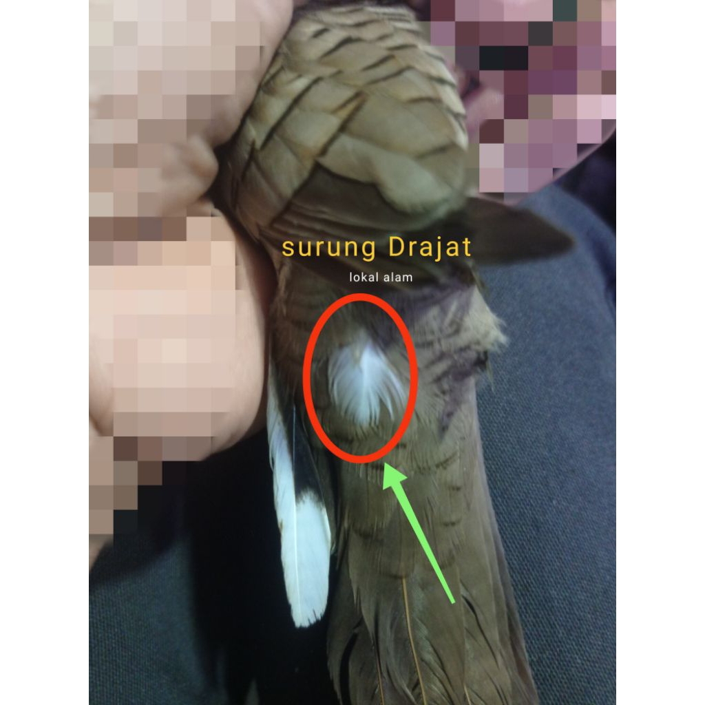 Burung perkutut lokal katuranggan surung Drajat