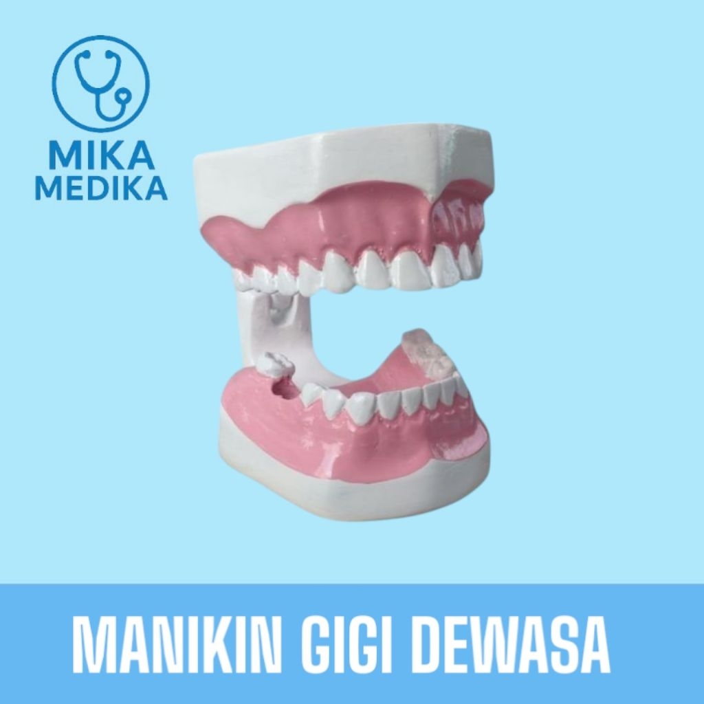Phantom Manikin Gigi Dewasa / Phantom Manekin Gigi Dewasa / Alat Peraga Gigi Dewasa