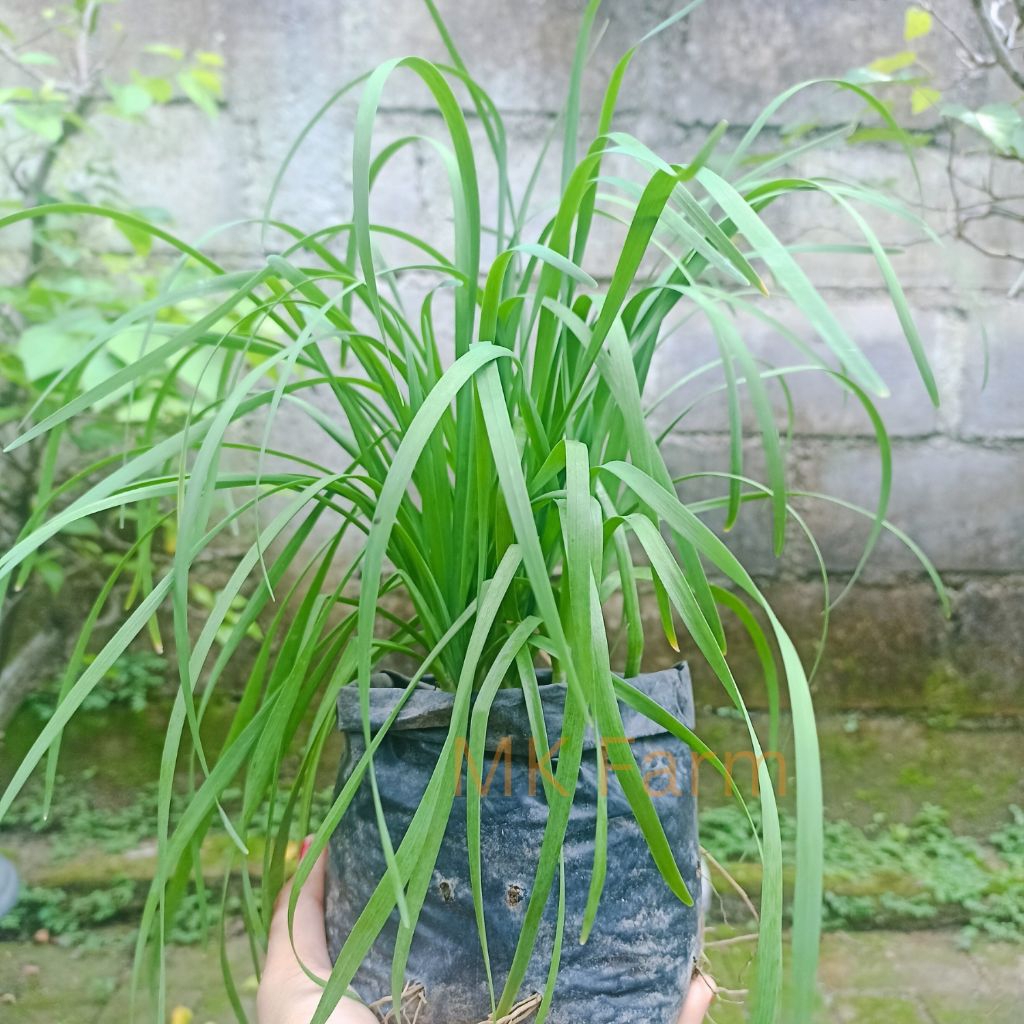 Bibit Kucai Siap Tanam