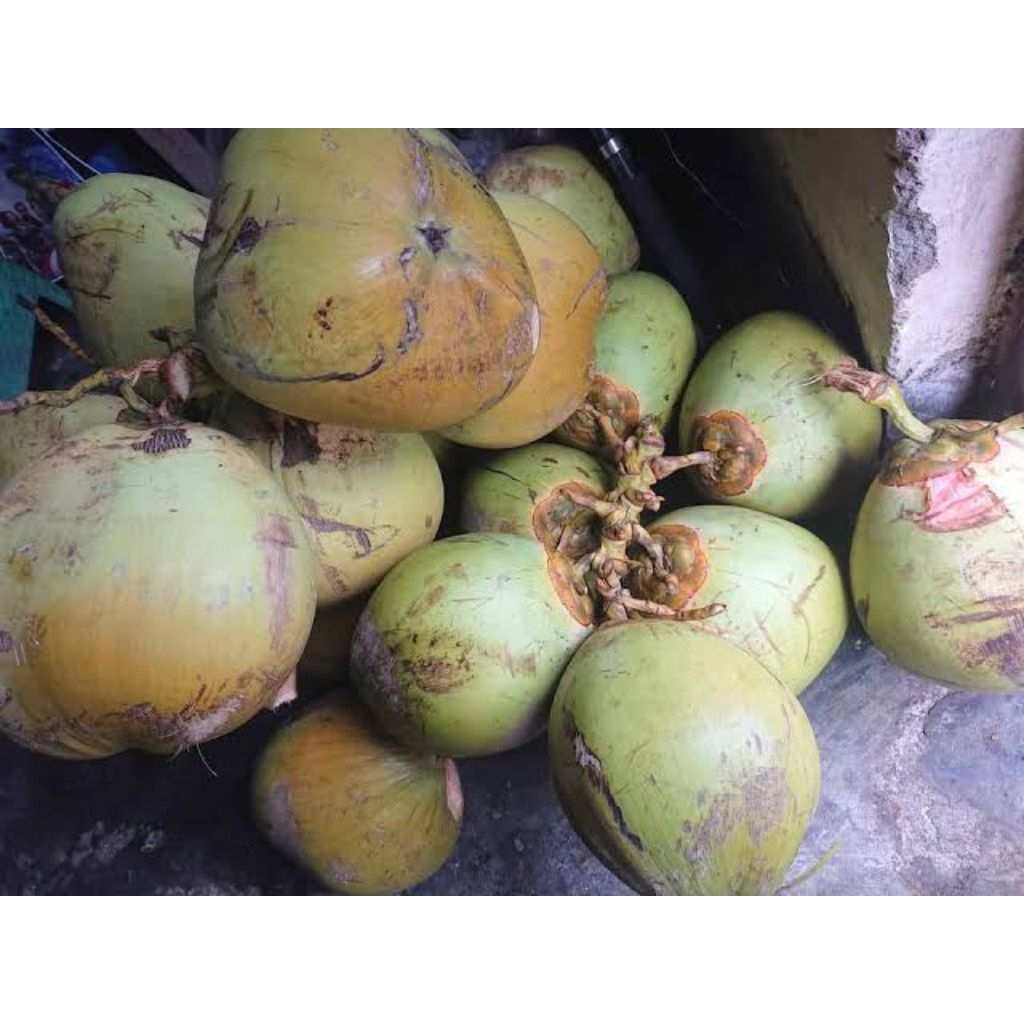 

Kelapa Ijo asli/obat/kelapa fresh