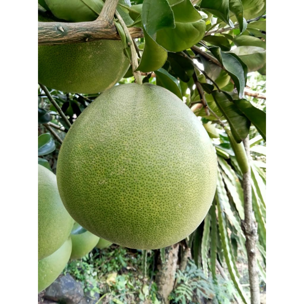 

Jeruk Pamelo Manis JUMBO Berat 1,9 kg - 2,3 kg Up, Asli Pati Lereng Muria