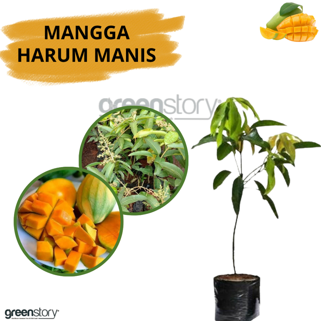bibit mangga harum manis | Pohon mangga arum manis Unggulan