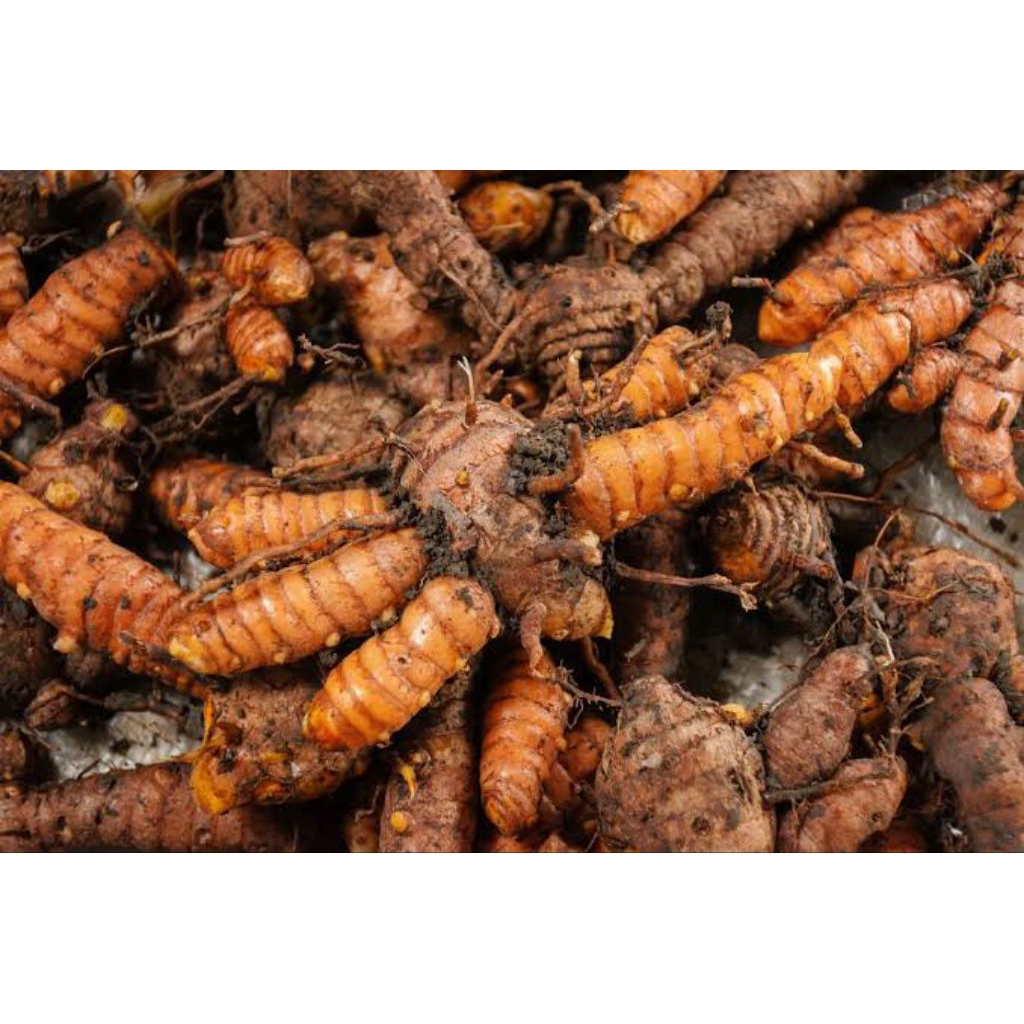 

Kunyit Kunir fress 1 kilo dari kebun