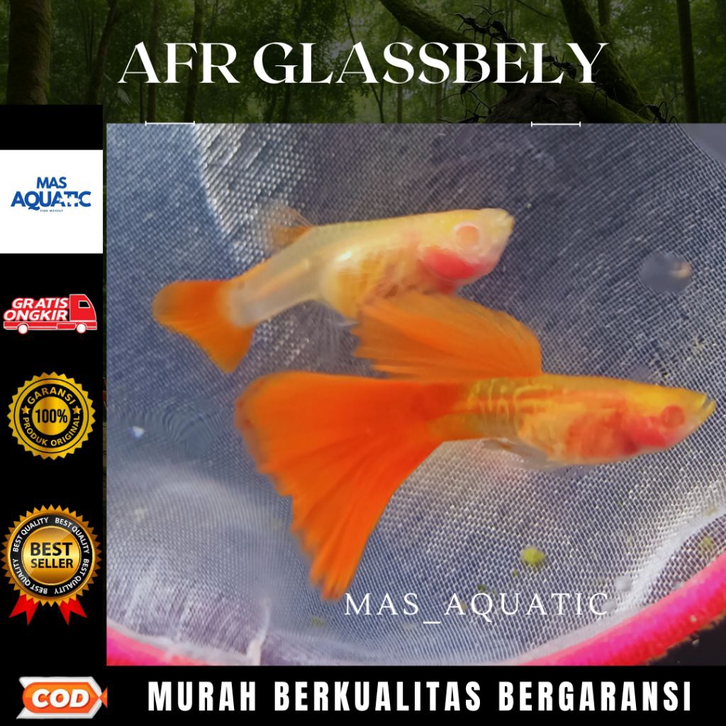 

BOX KARDUS ISI Gμ₱₱¥ ALBIN0 FULL R£D (AFI₹) GLASSBELY