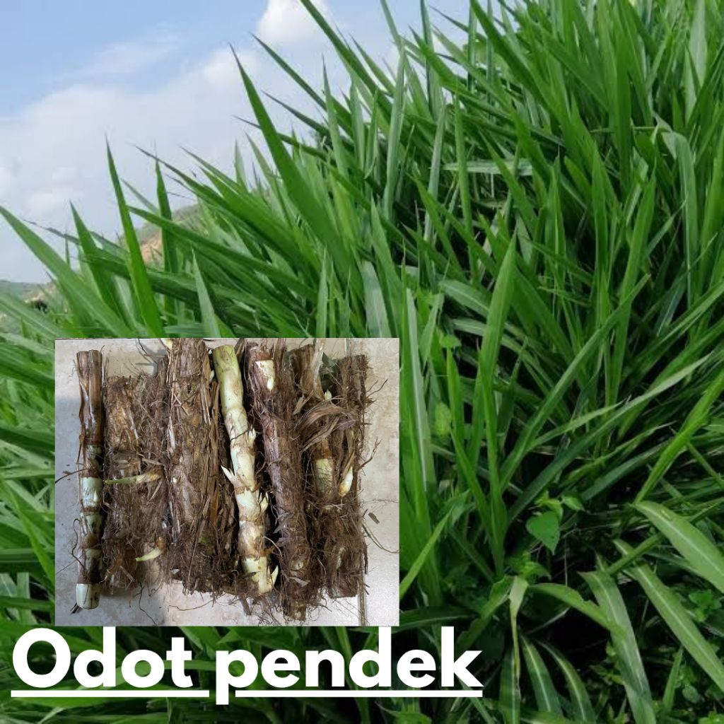 BIBIT RUMPUT ODOT PENDEK KILOAN ISI 20-30 BATANG