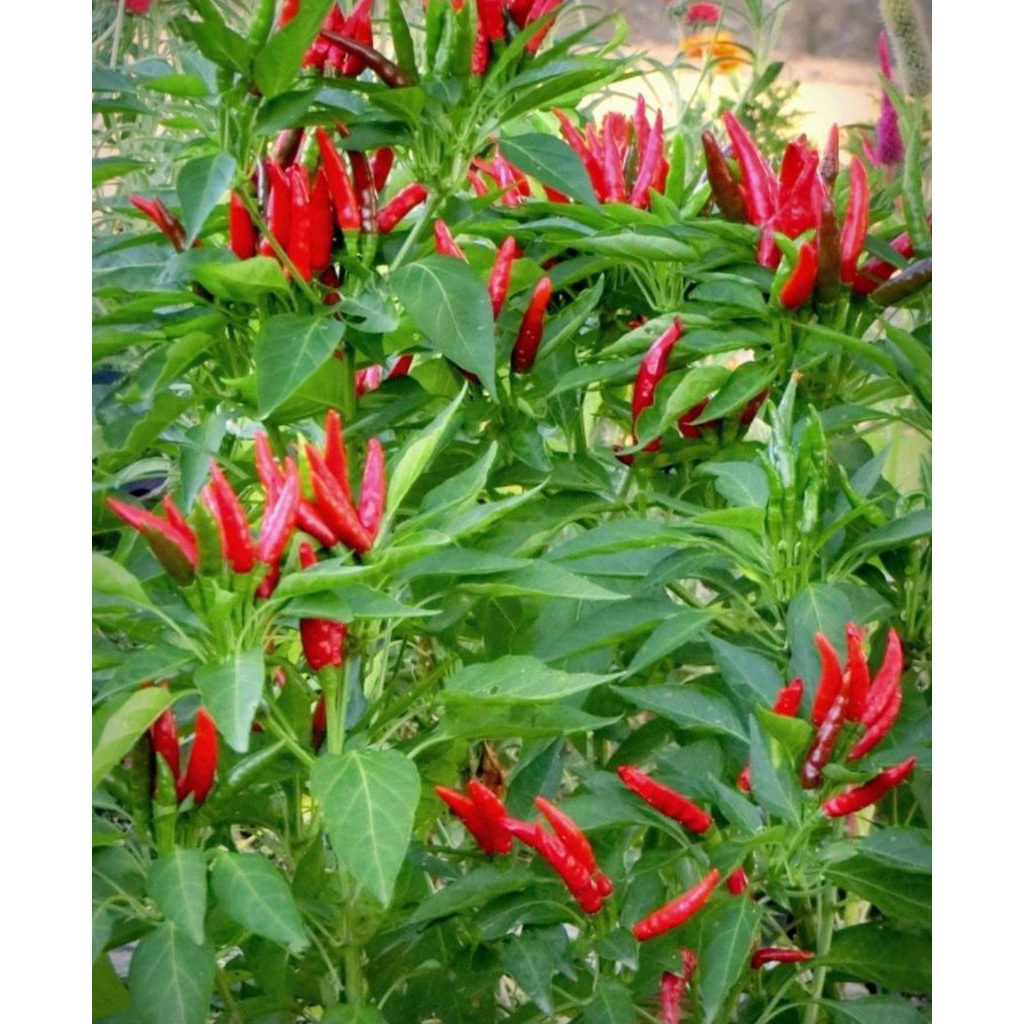 25 Benih Biji Cabe Rawit Hijau Tegak