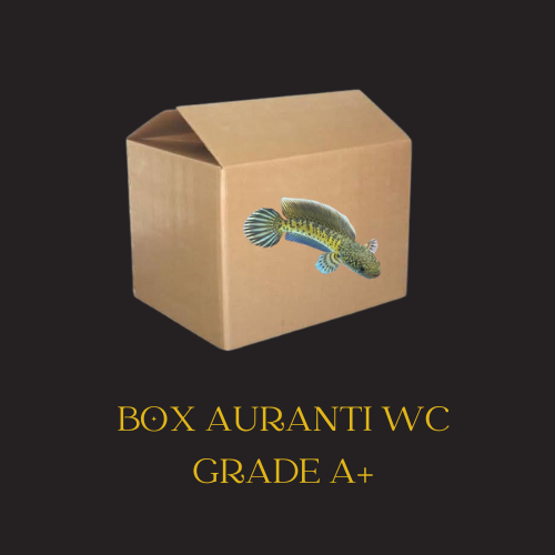 Box Kardus Channa Auranti Wc Size 11-14cm Flering Kualitas Sehat Jaminan Flering Gondrong Grade A+++