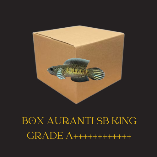 Box Kardus Channa Auranti SB KING FULL Progress Rim Tebal Gondrong Progress Full