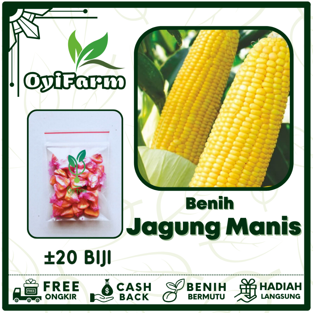 Benih Jagung Manis Super Unggul - Bibit Sayuran