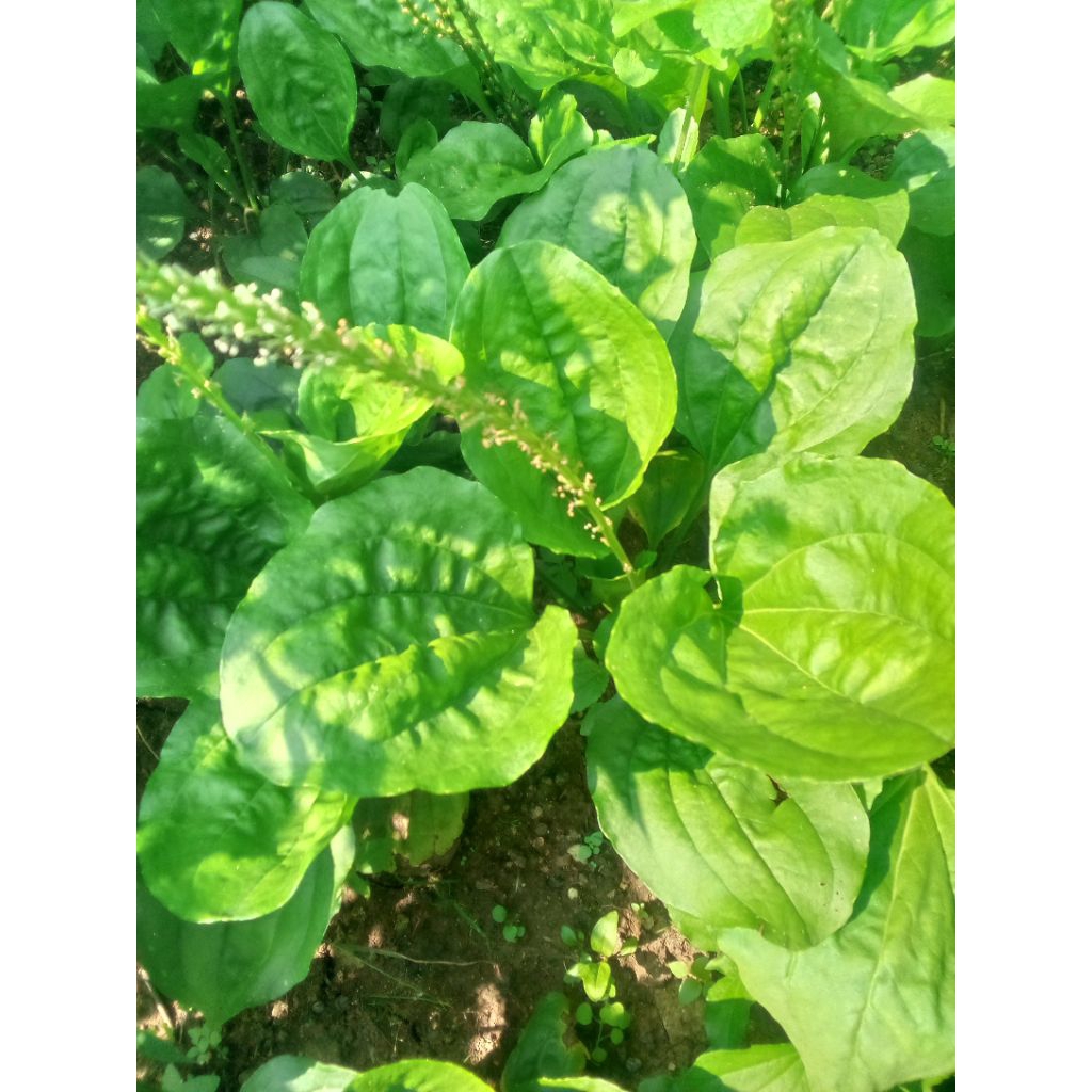 

Daun sendok/Ki urat segar dadakan 300 gram